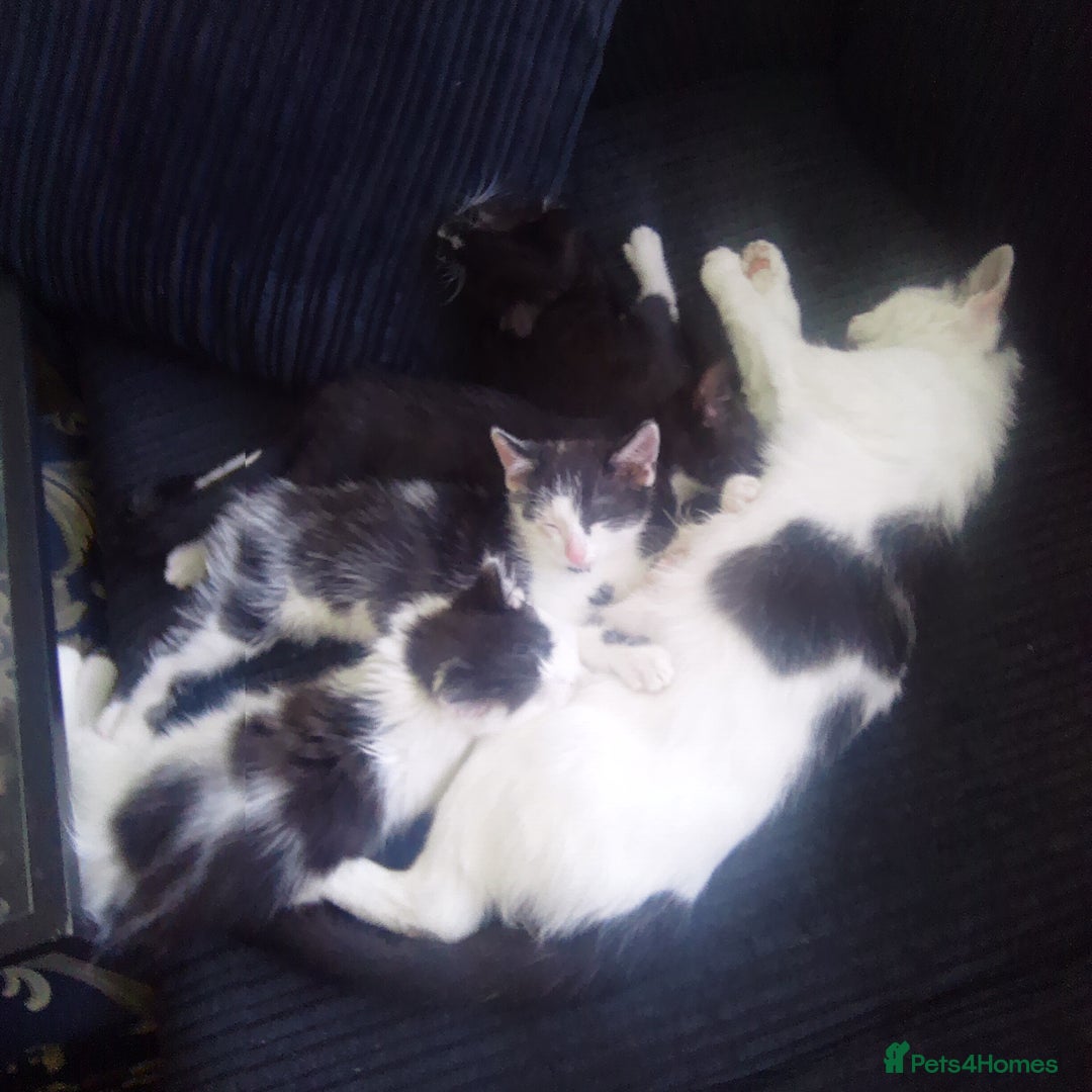 Mixed Breed cats for sale: 2 adorable kittens needing their forever homes - Image 3