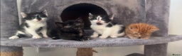 Mixed Breed cats for sale: 4 kittens  - Advert 2