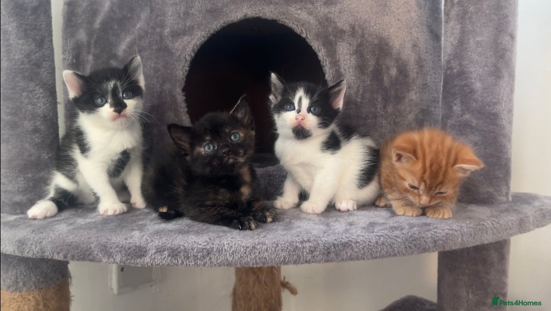 Mixed Breed cats for sale: 4 kittens  - Advert 2