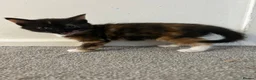 Mixed Breed cats for sale: British short hair Cross - Advert 18