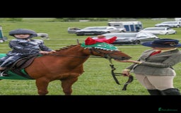 Riding pony horses for sale: Stunning show pony  - Image 3