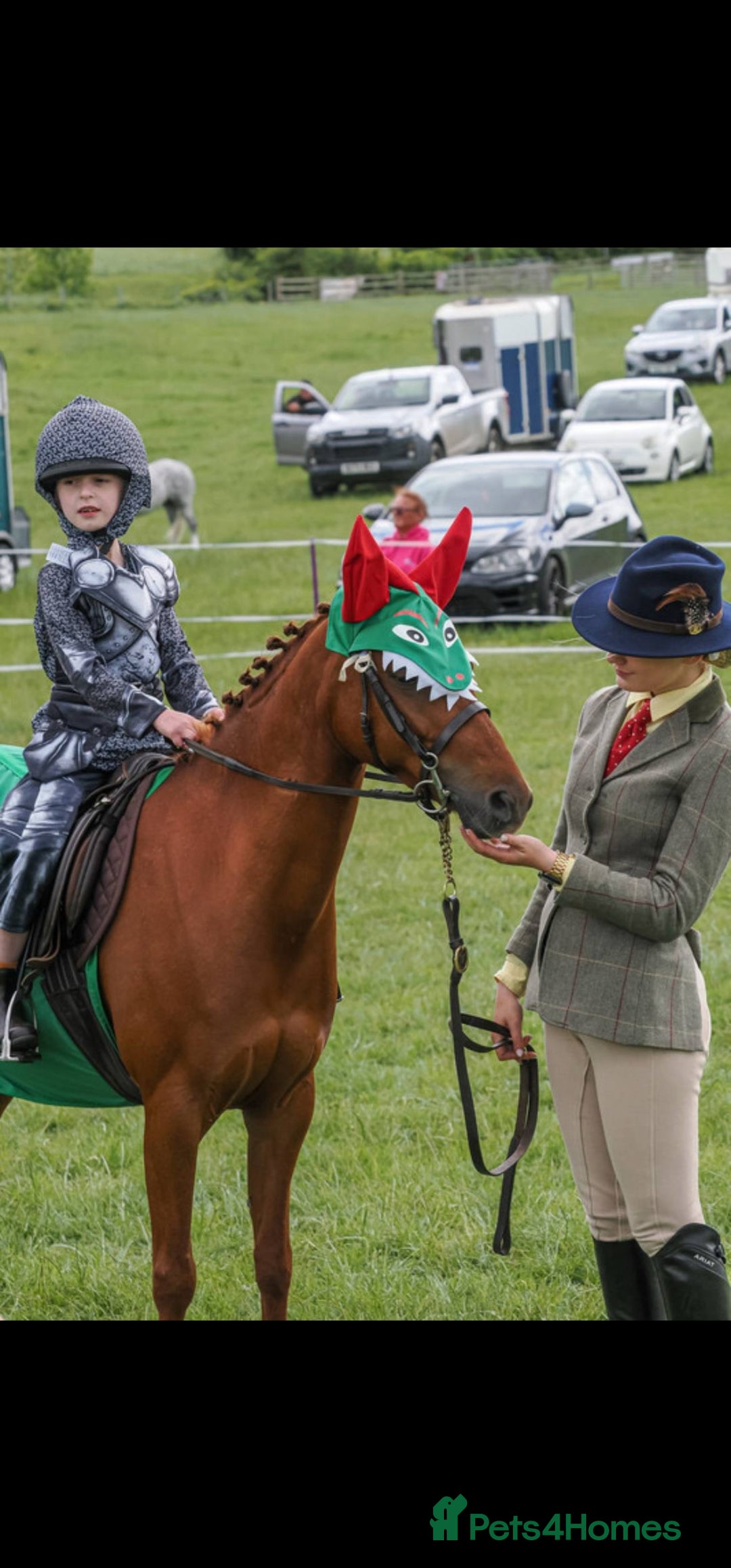 Riding pony horses for sale: Stunning show pony  - Image 3