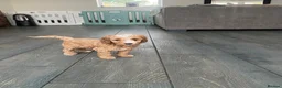 Cockapoo dogs for sale: Beautiful playful F1b cockapoos  - Advert 19