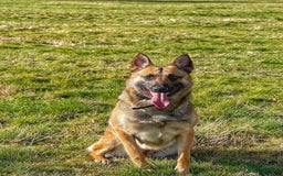 Belgian Shepherd Dog dogs for sale: Female Belgian shepherd  - Image 2