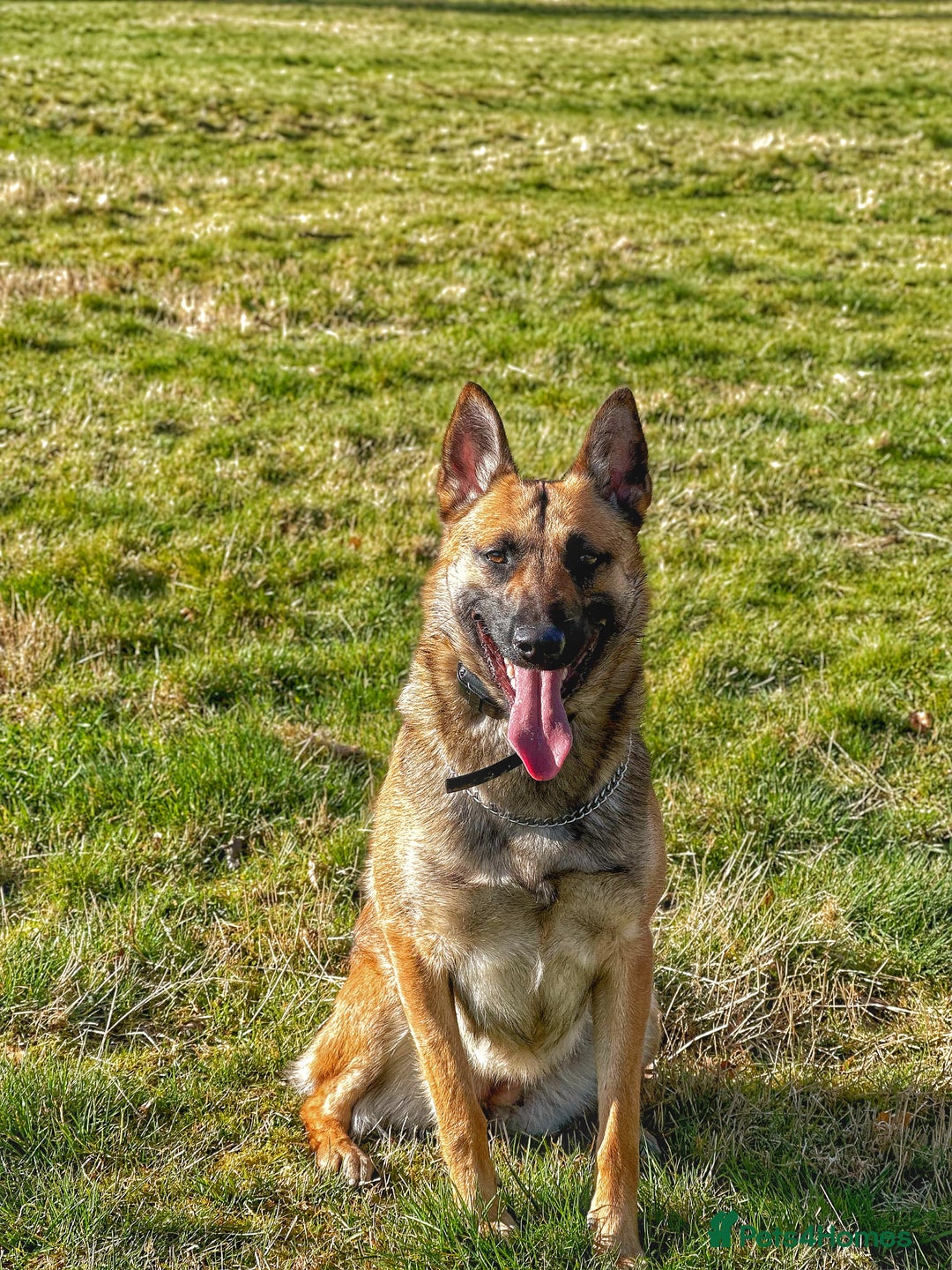Belgian Shepherd Dog dogs for sale: Female Belgian shepherd  - Image 2