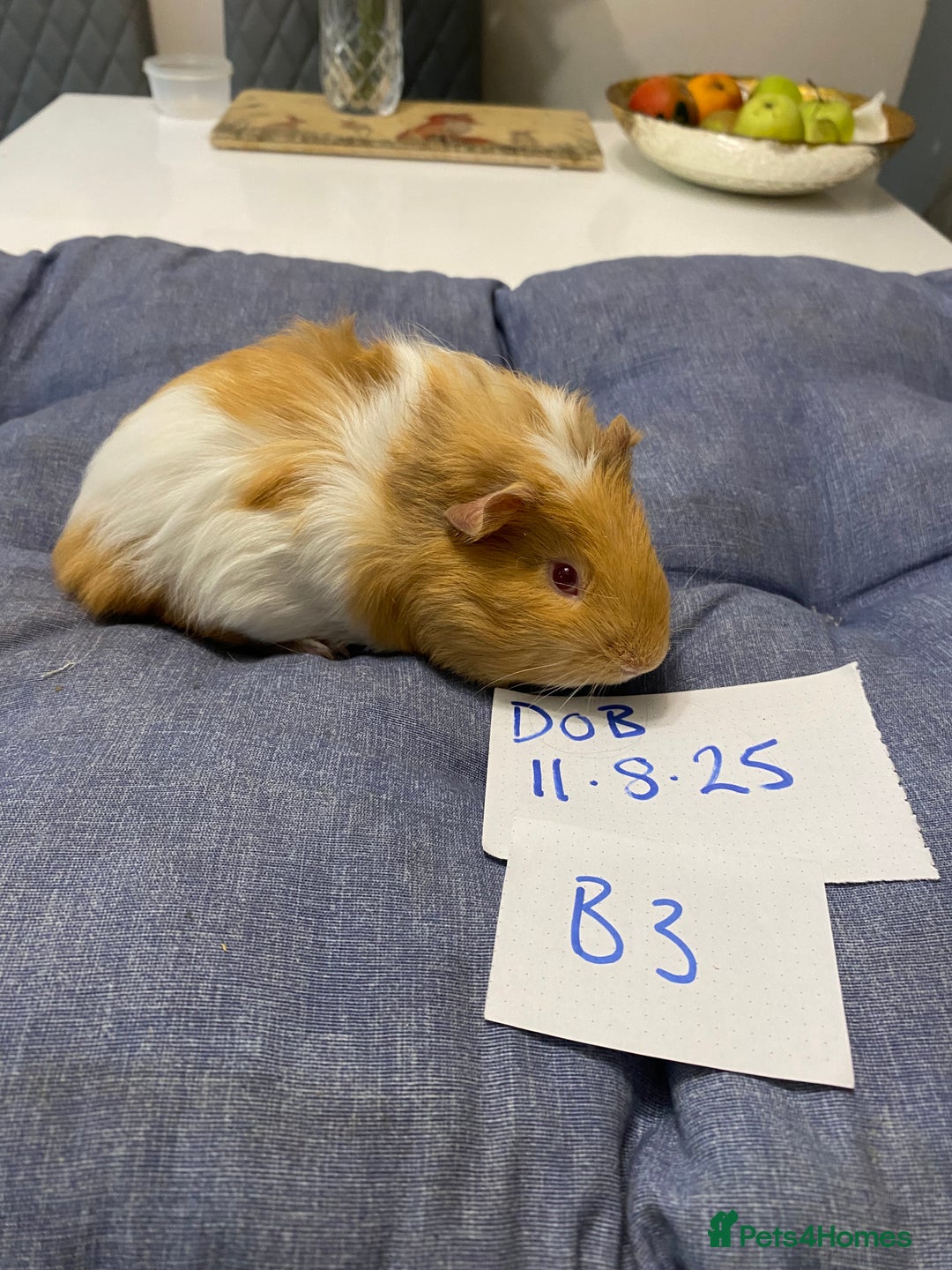 Guinea Pig rodents for sale: Guinea pig boys - Image 4