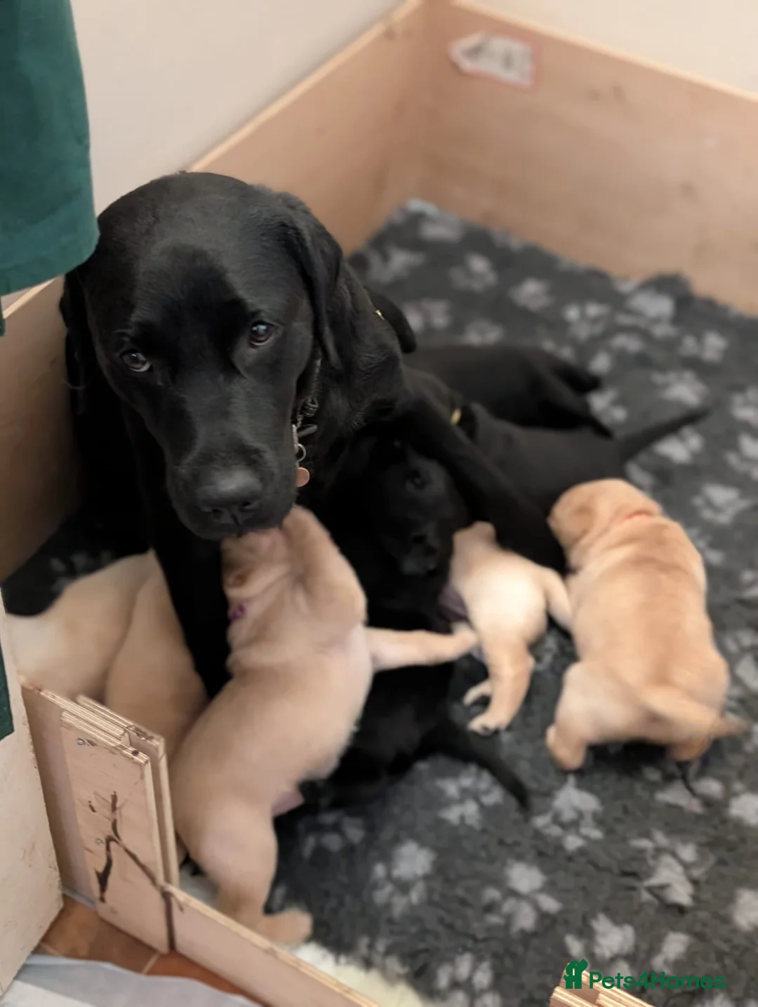 Labrador Retriever dogs for sale: 2 yellow Labrador girl puppies - Advert 8