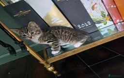 Mixed Breed cats for sale: Stunning kittens - Image 3