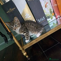 Mixed Breed cats - Advert 15