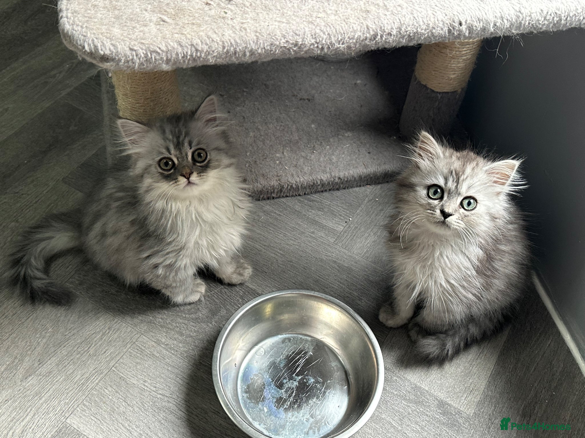 Persian cats for sale: Pure Persian long coat kitten’s - Advert 3