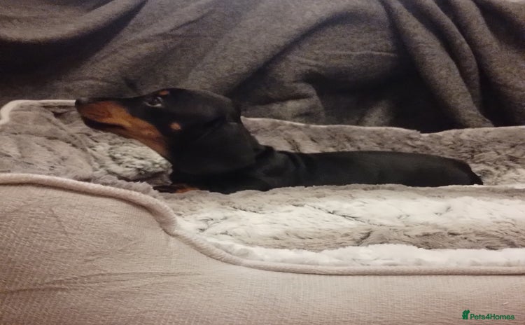 Miniature Dachshund dogs - Advert 14