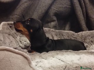 Miniature Dachshund dogs - Advert 4