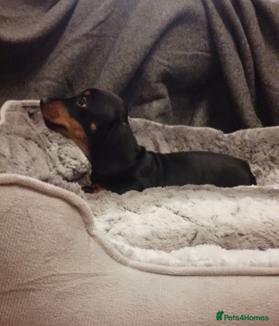 Miniature Dachshund dogs - Advert 1