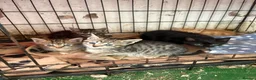 Mixed Breed cats for sale: 6 Remaining kittens looking for their forever home - Advert 5