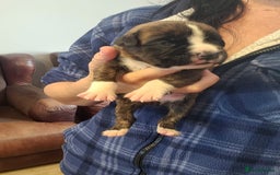 Boxer dogs for sale: 🌟KC REG BOBTAIL BOXER PUPS🌟 - Image 32
