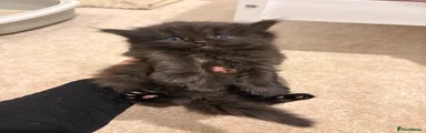 Persian 1