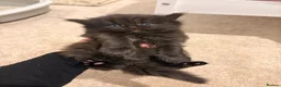 Persian cats for sale: Stunning Persian  - Advert 3