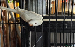Parakeets birds for sale: Hen Quaker albino - Image 4