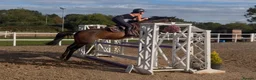 Irish Sports horses for sale: Seriously Talented Prospect  - Advert 8