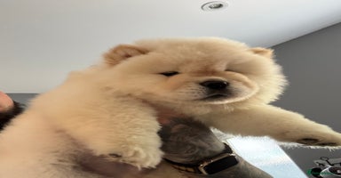 Chow Chow dogs - Advert 2