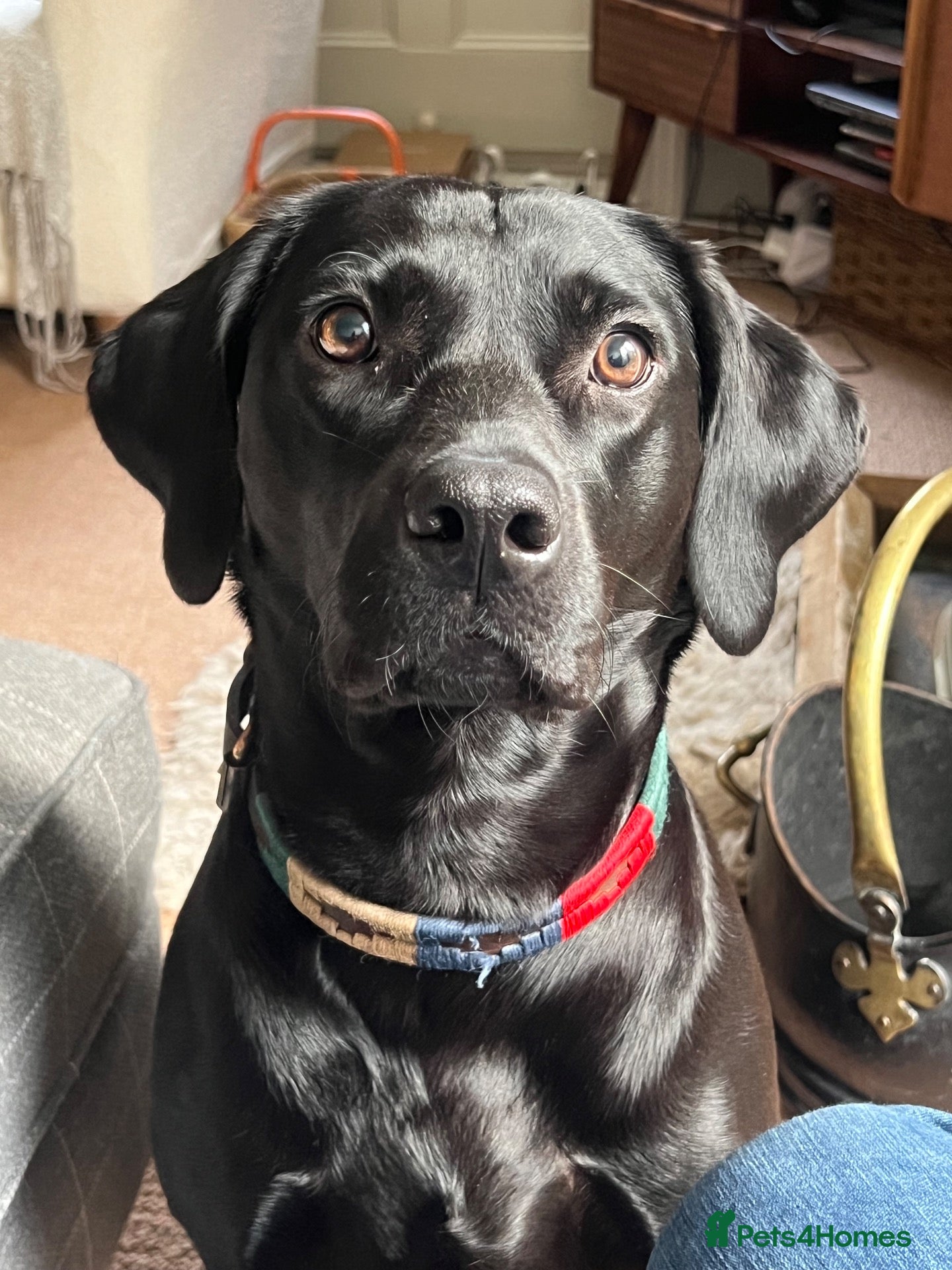 Labrador Retriever dogs Stunning KC Registered Working Labrador Puppies   - Advert 2