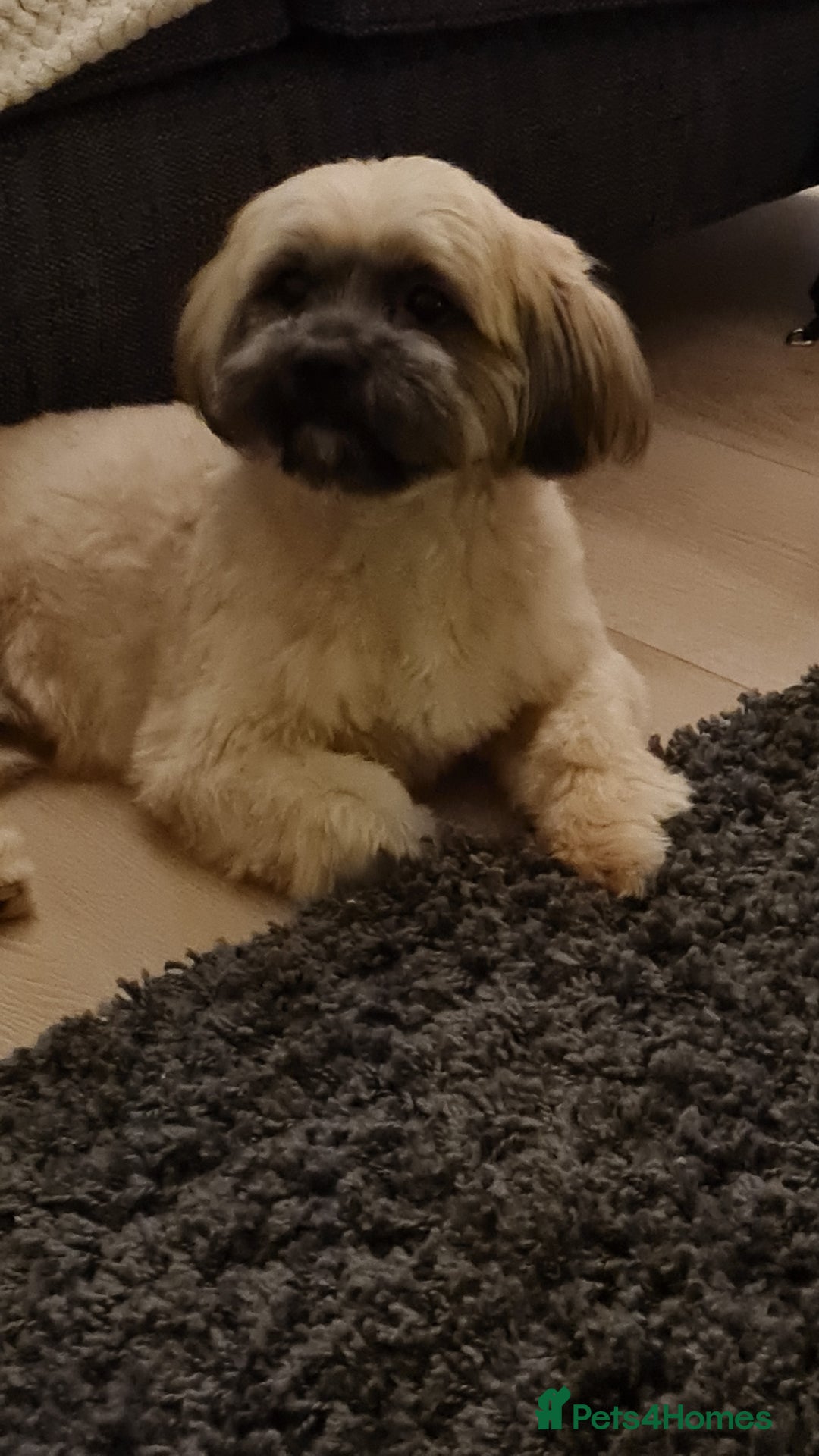 Shorkie dogs for stud: Milo for stud - Advert 2