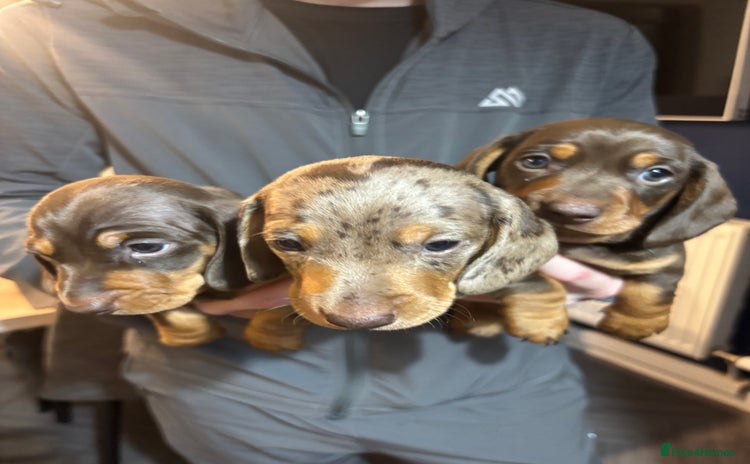 Miniature Dachshund dogs Miniature dachshund  - Advert 8