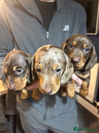 Miniature Dachshund dogs Miniature dachshund - Advert 8