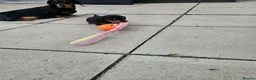 Miniature Dachshund dogs for sale: Miniature dachshund puppies  - Advert 7