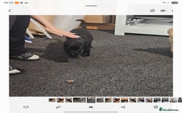 Labrador Retriever dogs for sale: Labrador Puppies Looking for their new homes - Image 7