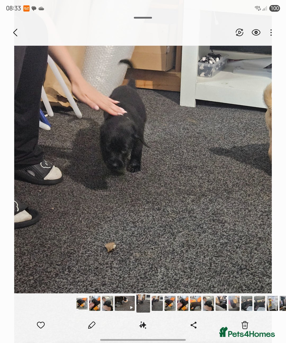 Labrador Retriever dogs for sale: Labrador Puppies Looking for their new homes - Image 7