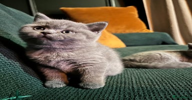 British Shorthair cats - Advert 2