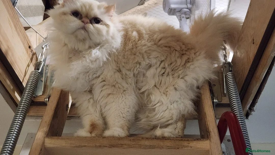 Persian cats for sale: Persian Queen, GCCF Active - Advert 1