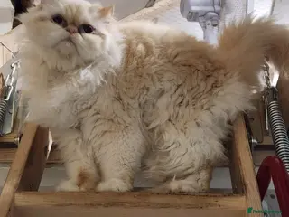 Persian cats Persian Queen, GCCF Active - Advert 7