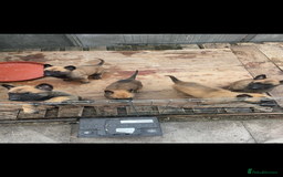 Belgian Shepherd Dog dogs for sale: Stunning Pure Belgian Malinois Pups - Image 4