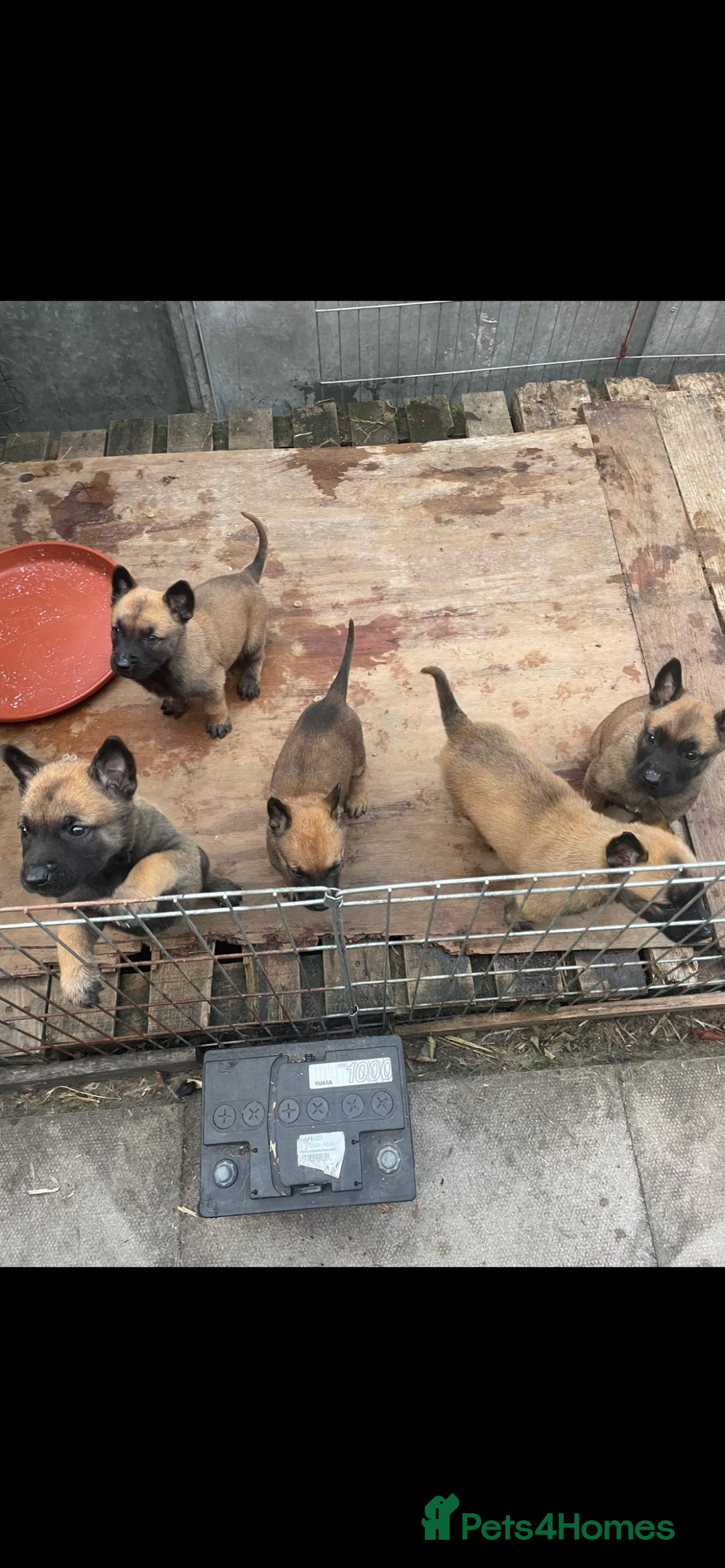 Belgian Shepherd Dog dogs for sale: Stunning Pure Belgian Malinois Pups - Image 4