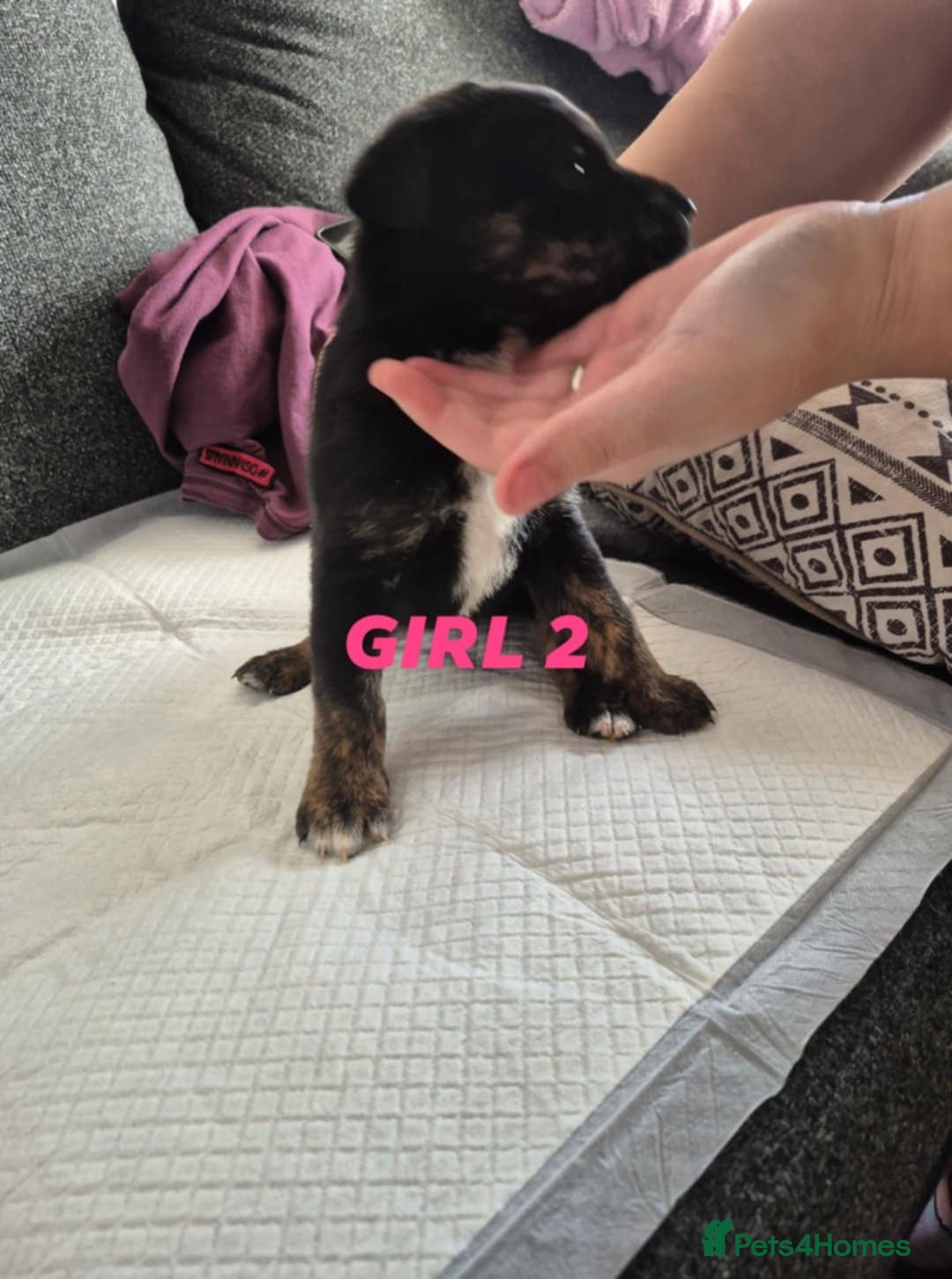 Mixed Breed dogs for sale: Husky X staffy crossed Rottweiler  - Advert 5