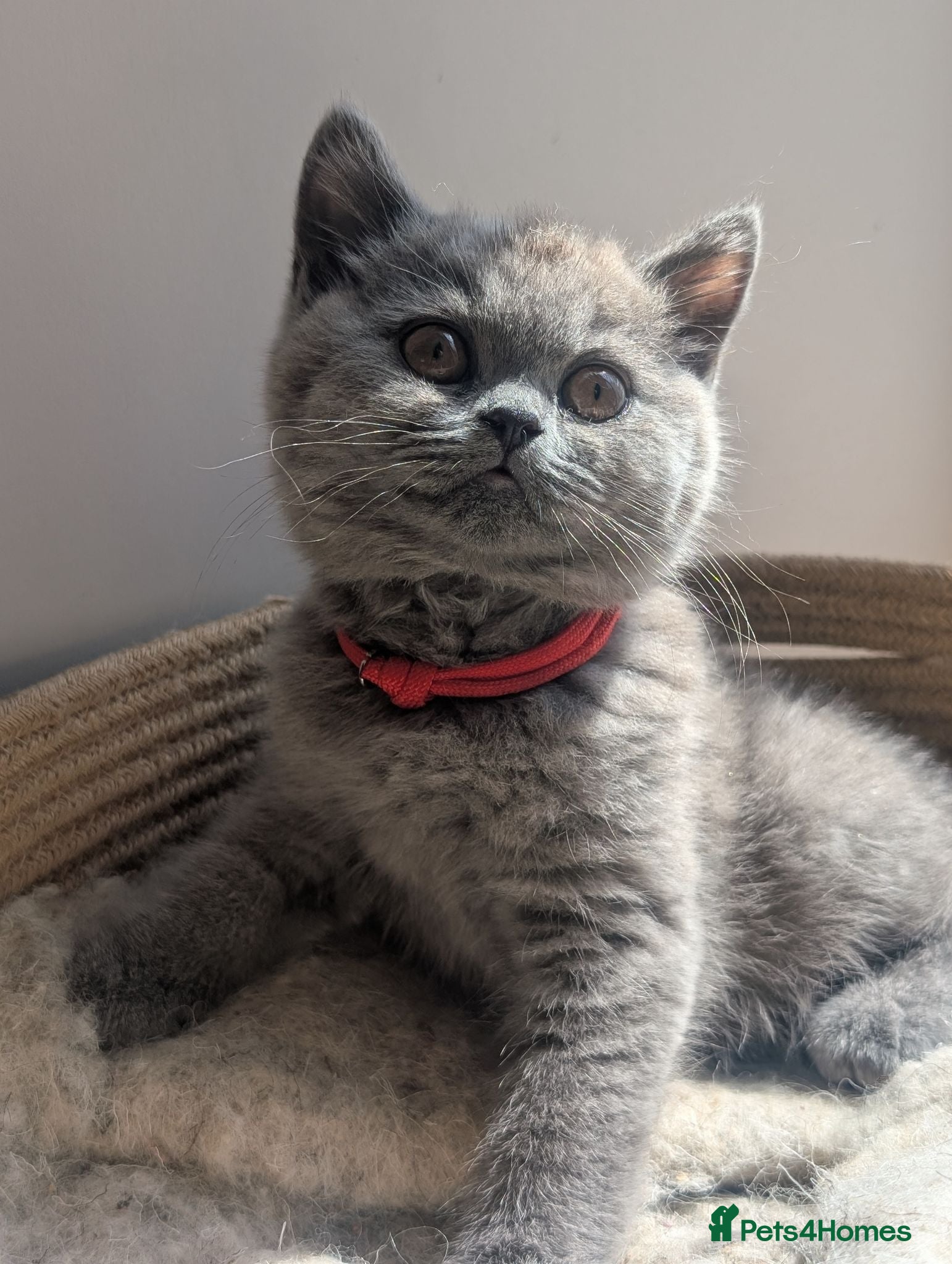 British Shorthair cats GCCF British Shorthair and longhair kittens  - Advert 8