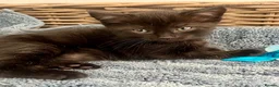 Ragdoll cats for sale: Super affectionate calm well handled ragdoll x boy - Advert 1