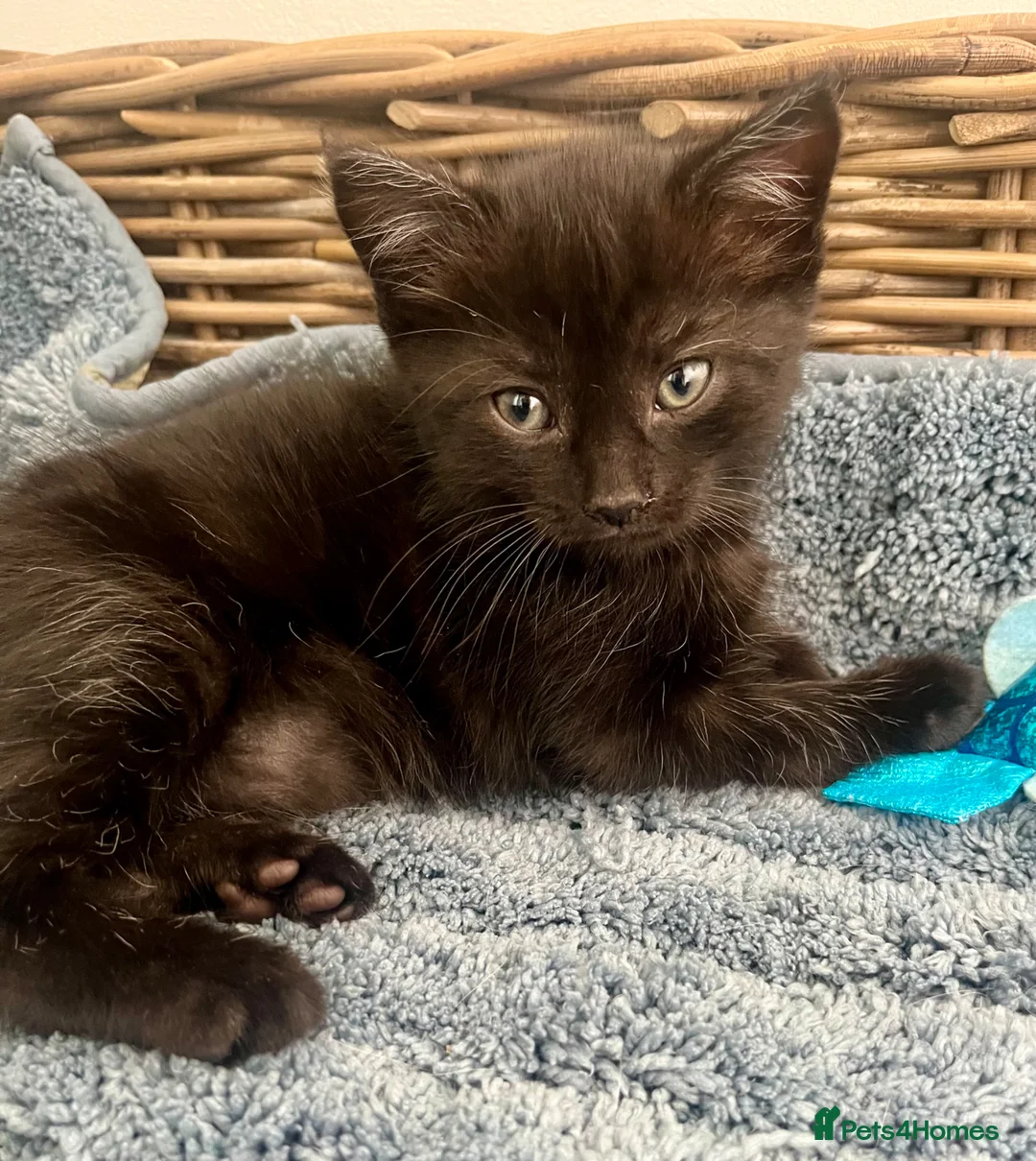 Ragdoll cats for sale: Super affectionate calm well handled ragdoll x boy - Advert 1