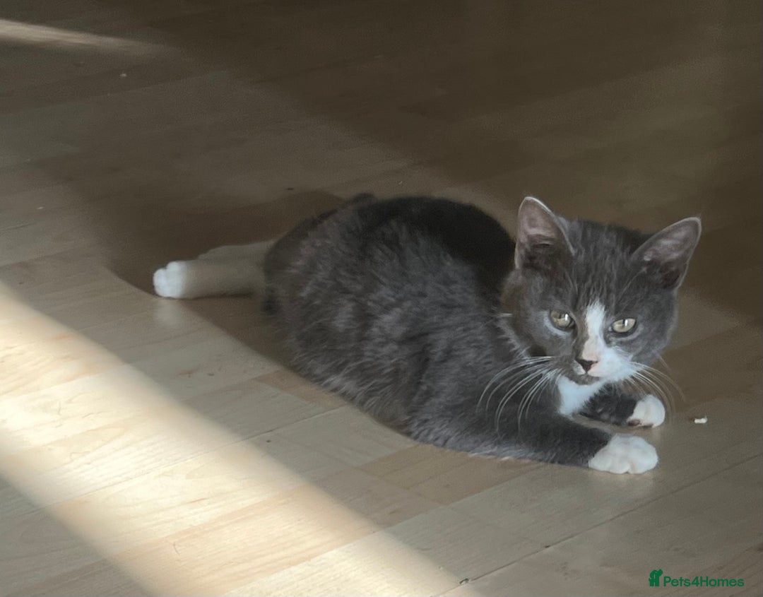 Mixed Breed cats for sale: Munchkin x British shorthair kittens - Advert 12