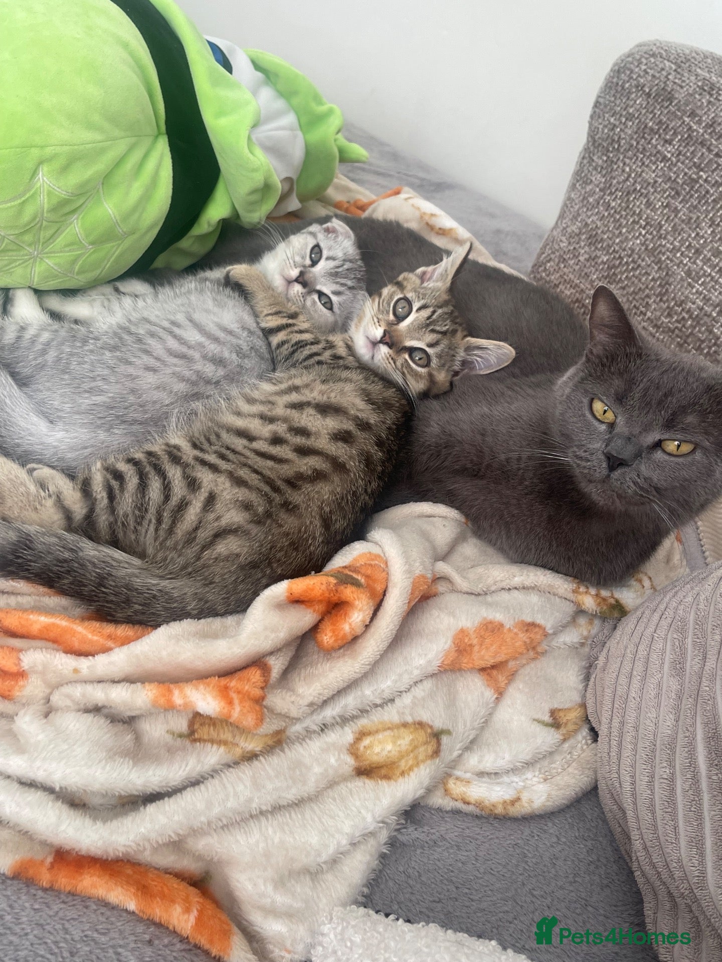 Scottish Fold cats 2 kittens ready now! ❤️ price reduced❤️ - Advert 18