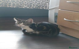 Bengal cats for sale: 2 beautiful Bengal mix - Image 3
