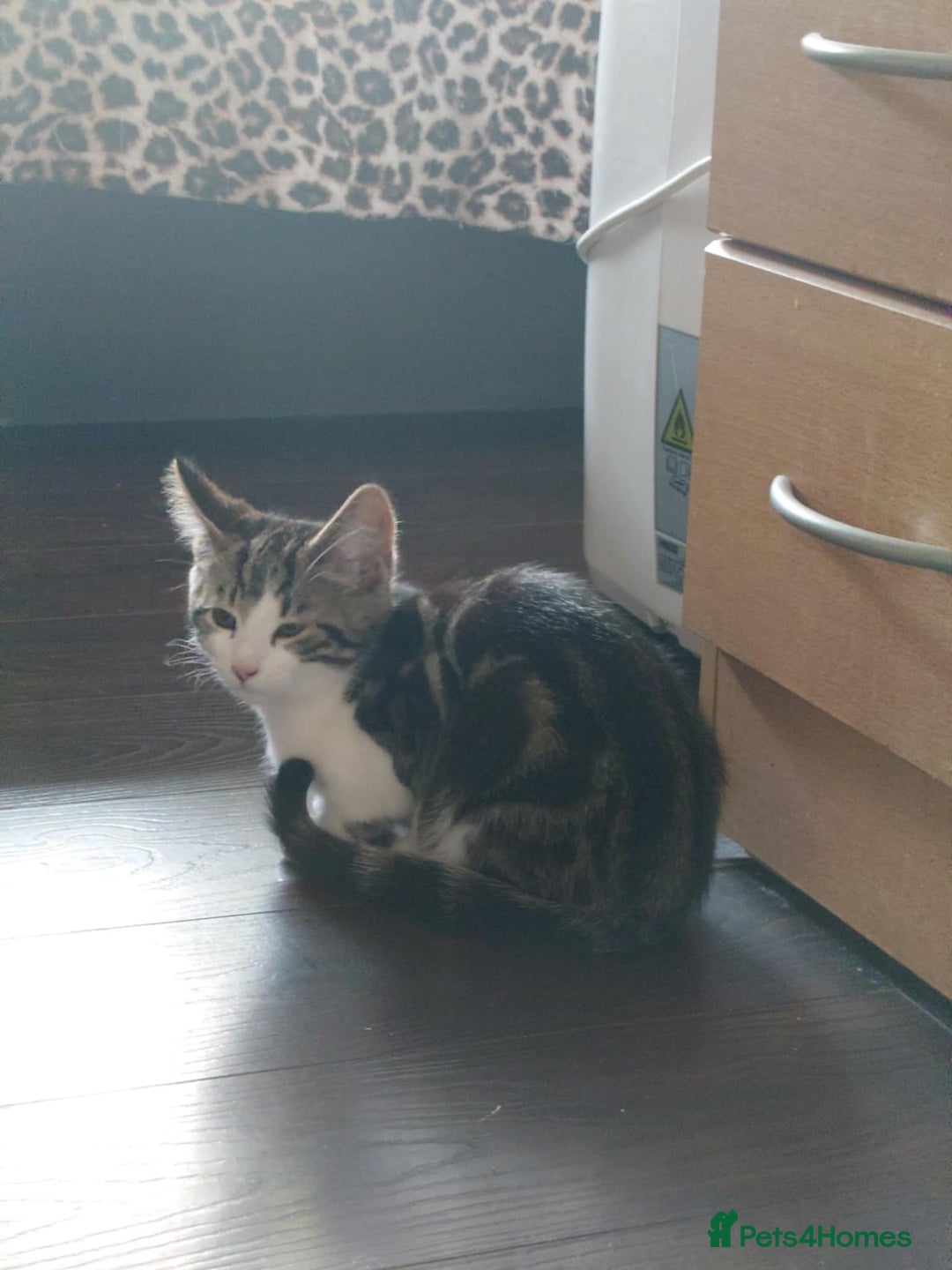 Bengal cats for sale: 2 beautiful Bengal mix - Image 3