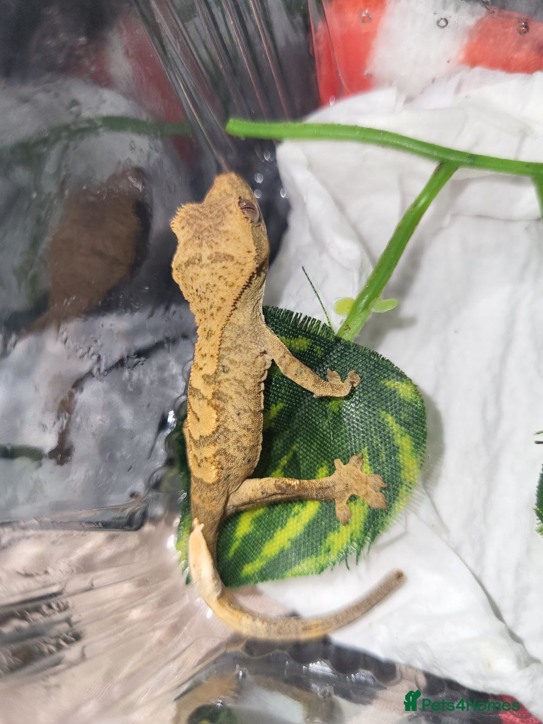 Gecko reptiles for sale: Unsexed Baby Crested Geckos - Advert 4