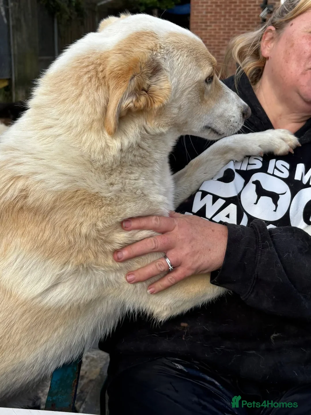 Mixed Breed dogs for adoption: Dallas -Norwich Norfolk  - Advert 16