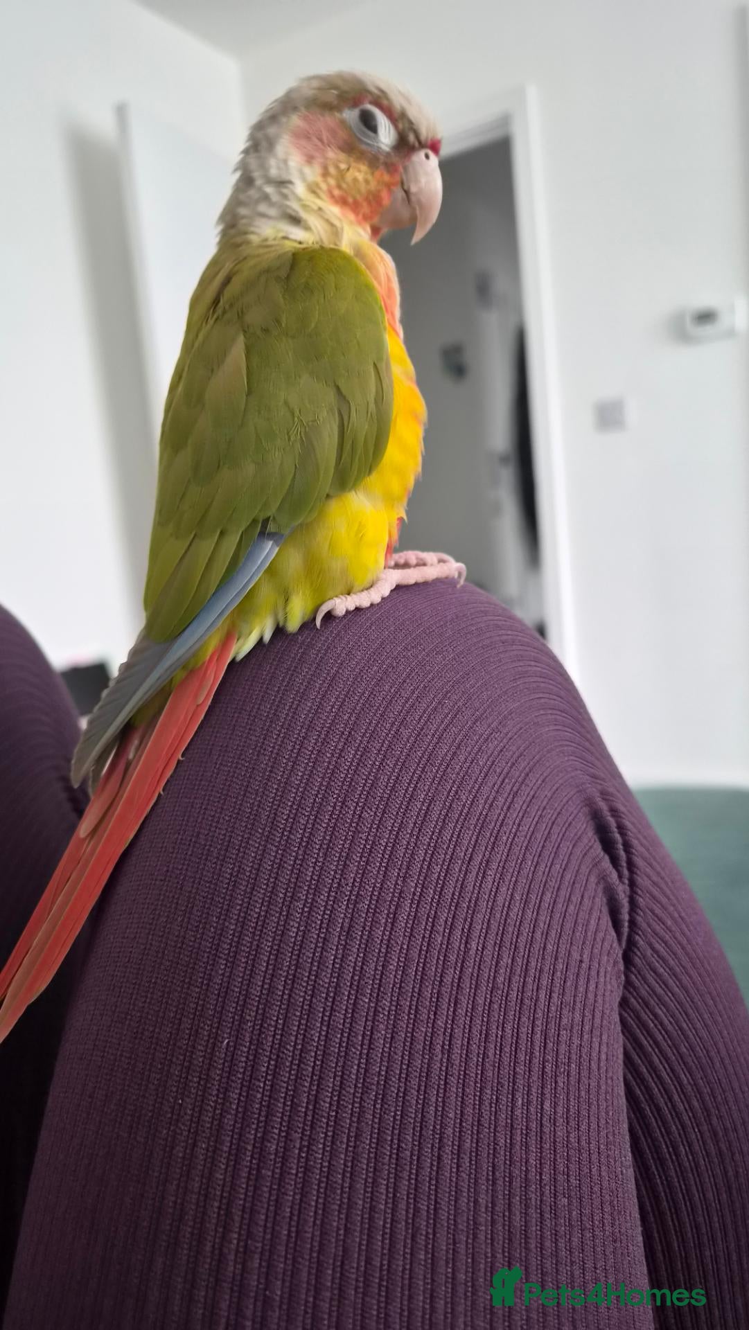 Conures birds Green-Cheeked Conure - Advert 3