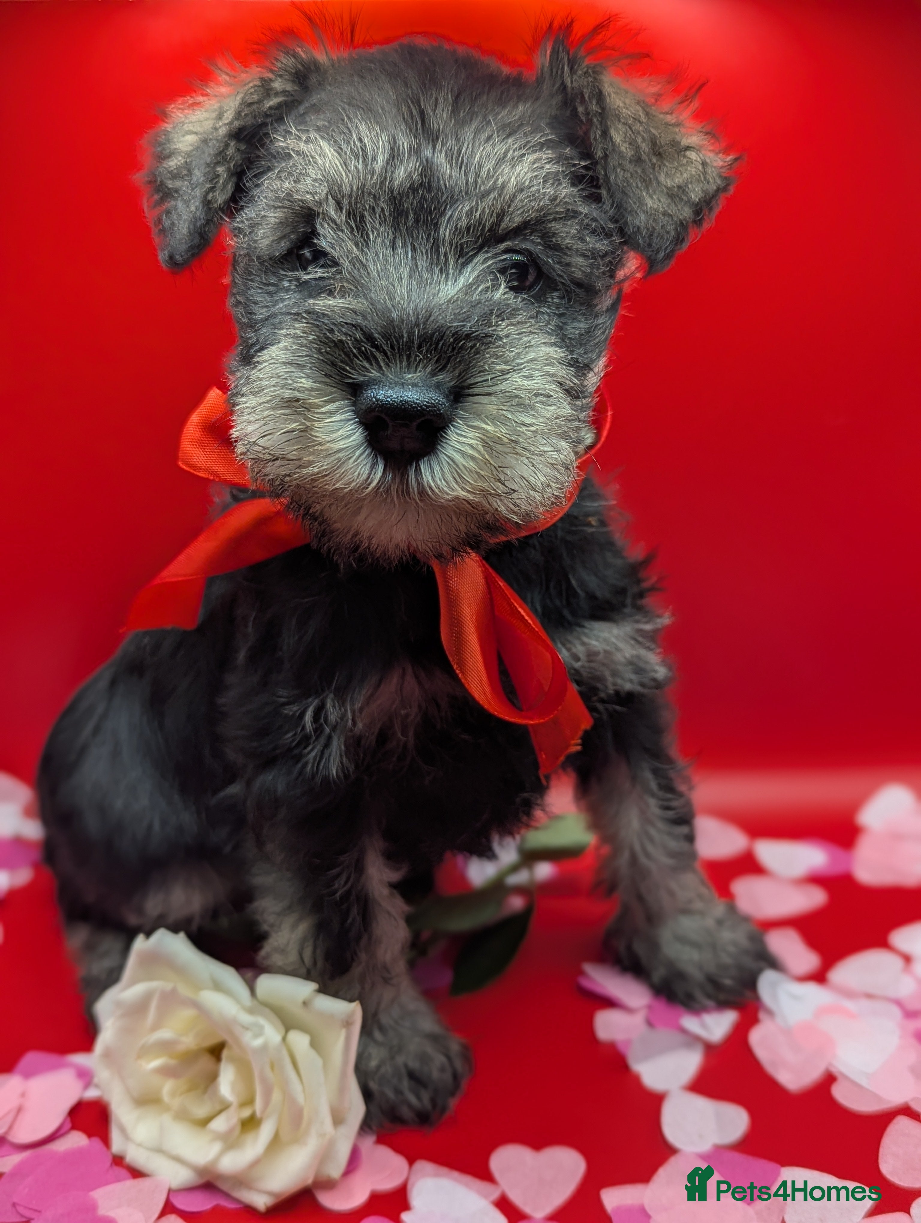 Miniature Schnauzer dogs Beautiful minture schnauzers pups available  - Advert 1