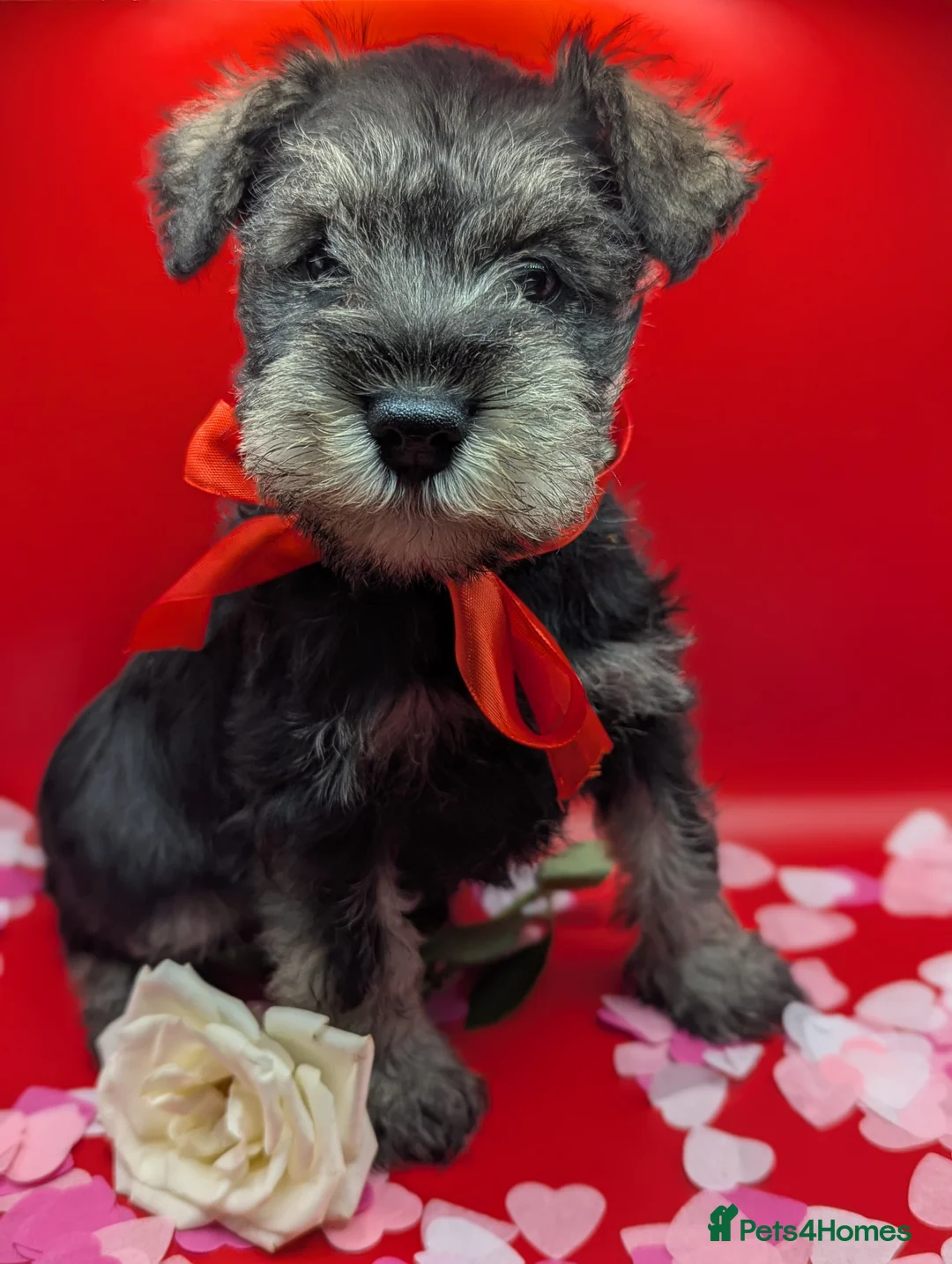 Miniature Schnauzer dogs for sale: Beautiful minture schnauzers pups available  - Advert 1