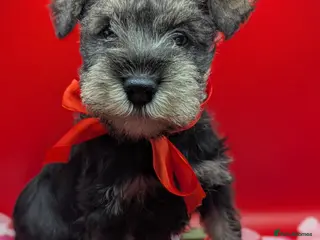 Miniature Schnauzer dogs Beautiful minture schnauzers pups available - Advert 1